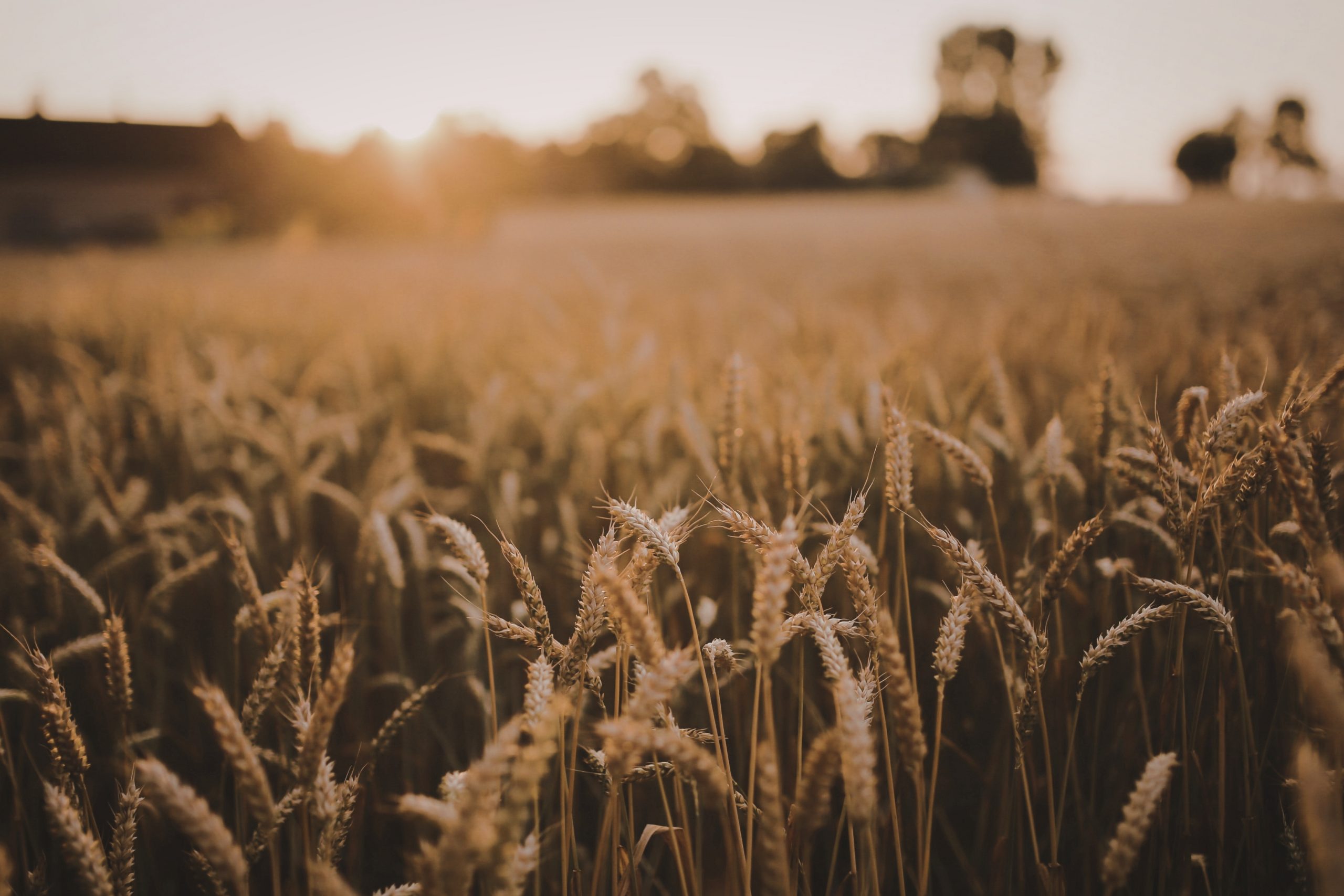 Reifes Getreidefeld im warmen Abendlicht am Obermain als Symbol für regionale Landwirtschaft und saisonale Küche