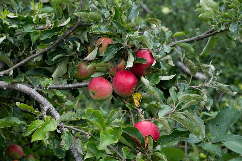 Äpfel am Baum in einer Streuobstwiese in der Obermain Region