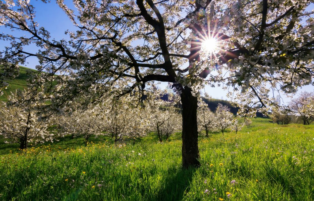 Blühende Obstbäume im Frühling im Maintal bei Bad Staffelstein.