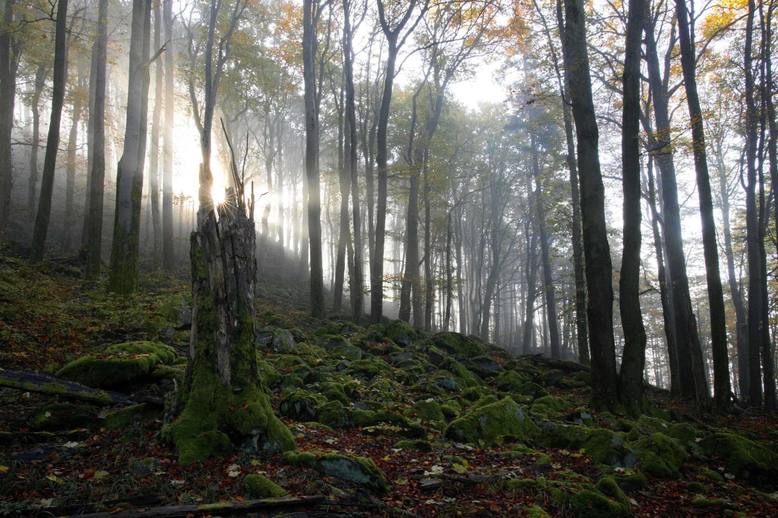Nebelige Waldlandschaft als Symbol für Sagen und Legenden einer Region.