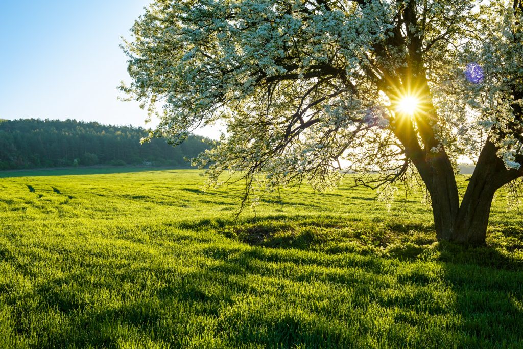 Blühender Baum auf einer Wiese im Frühling am Obermain bei Bad Staffelstein