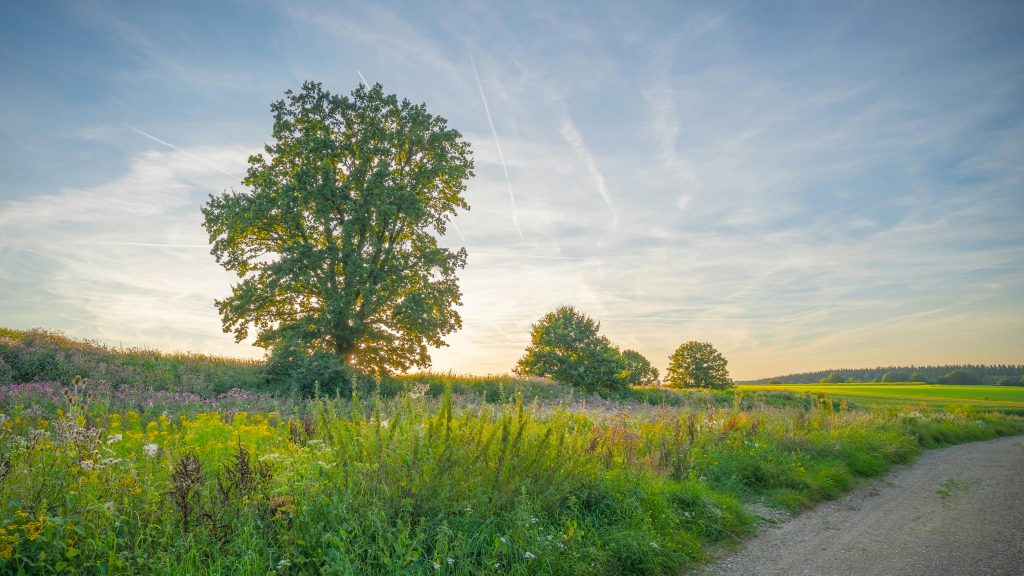 Weg durch offene Landschaft am Obermain bei Bad Staffelstein mit ruhiger Linienführung und weichem Licht